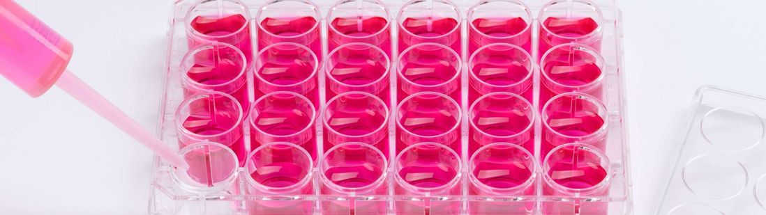 A 24 well plate filled with cell culture medium.